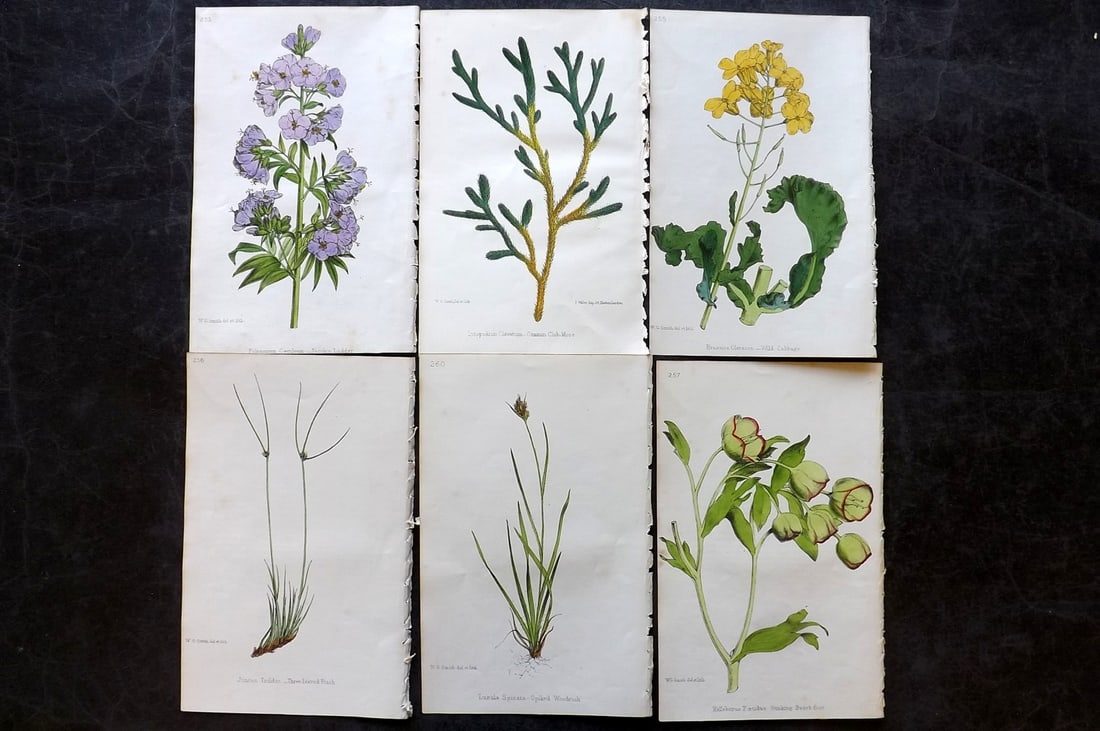 Hogg & Johnson C1870 Lot of 6 Hand Col Botanical Prints: Hand Coloured Lithographs Published 1863-1880, London for "The Wild Flowers of Great Britain" by Robert Hogg & George W. Johnson. Paper Size: 9 x 5.5 inch (23 x 14cm) Very minor background toning in p