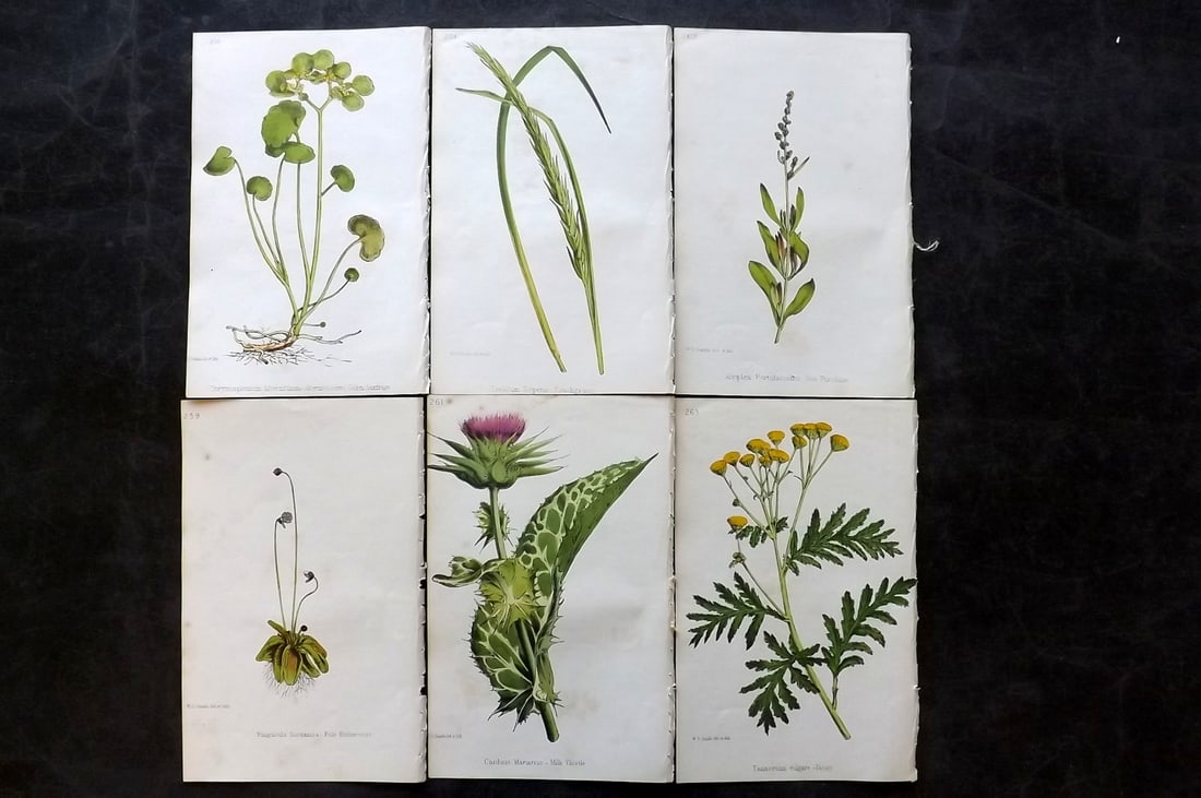 Hogg & Johnson C1870 Lot of 6 Hand Col Botanical Prints: Hand Coloured Lithographs Published 1863-1880, London for "The Wild Flowers of Great Britain" by Robert Hogg & George W. Johnson. Paper Size: 9 x 5.5 inch (23 x 14cm) Very minor background toning in p