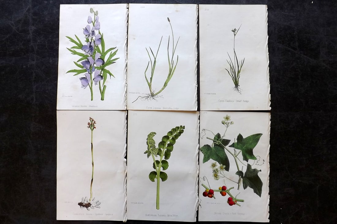 Hogg & Johnson C1870 Lot of 6 Hand Col Botanical Prints: Hand Coloured Lithographs Published 1863-1880, London for "The Wild Flowers of Great Britain" by Robert Hogg & George W. Johnson. Paper Size: 9 x 5.5 inch (23 x 14cm) Very minor background toning in p