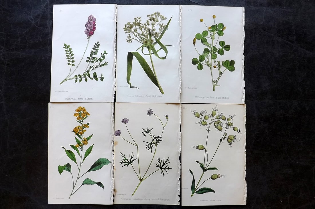 Hogg & Johnson C1870 Lot of 6 Hand Col Botanical Prints: Hand Coloured Lithographs Published 1863-1880, London for "The Wild Flowers of Great Britain" by Robert Hogg & George W. Johnson. Paper Size: 9 x 5.5 inch (23 x 14cm) Very minor background toning in p