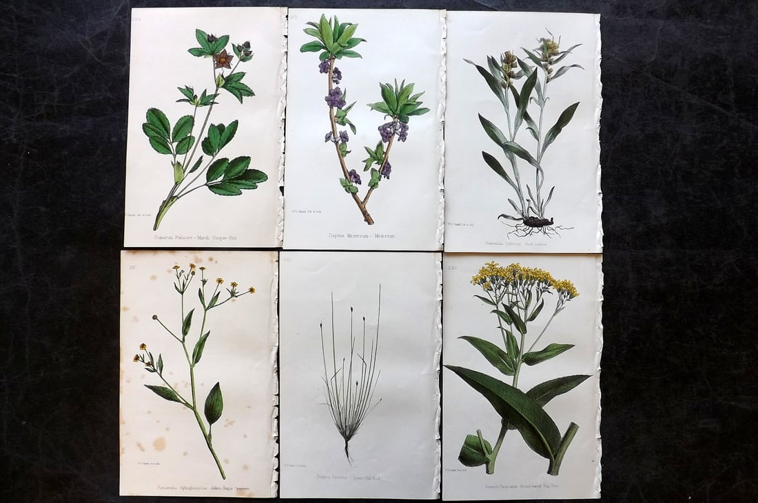 Hogg & Johnson C1870 Lot of 6 Hand Col Botanical Prints: Hand Coloured Lithographs Published 1863-1880, London for "The Wild Flowers of Great Britain" by Robert Hogg & George W. Johnson. Paper Size: 9 x 5.5 inch (23 x 14cm) Very minor background toning in p