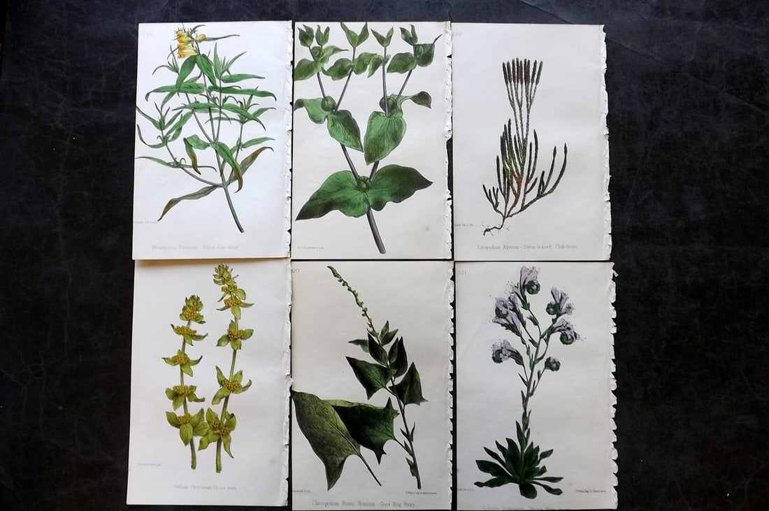 Hogg & Johnson C1870 Lot of 6 Hand Col Botanical Prints: Hand Coloured Lithographs Published 1863-1880, London for "The Wild Flowers of Great Britain" by Robert Hogg & George W. Johnson. Paper Size: 9 x 5.5 inch (23 x 14cm) Very minor background toning in p