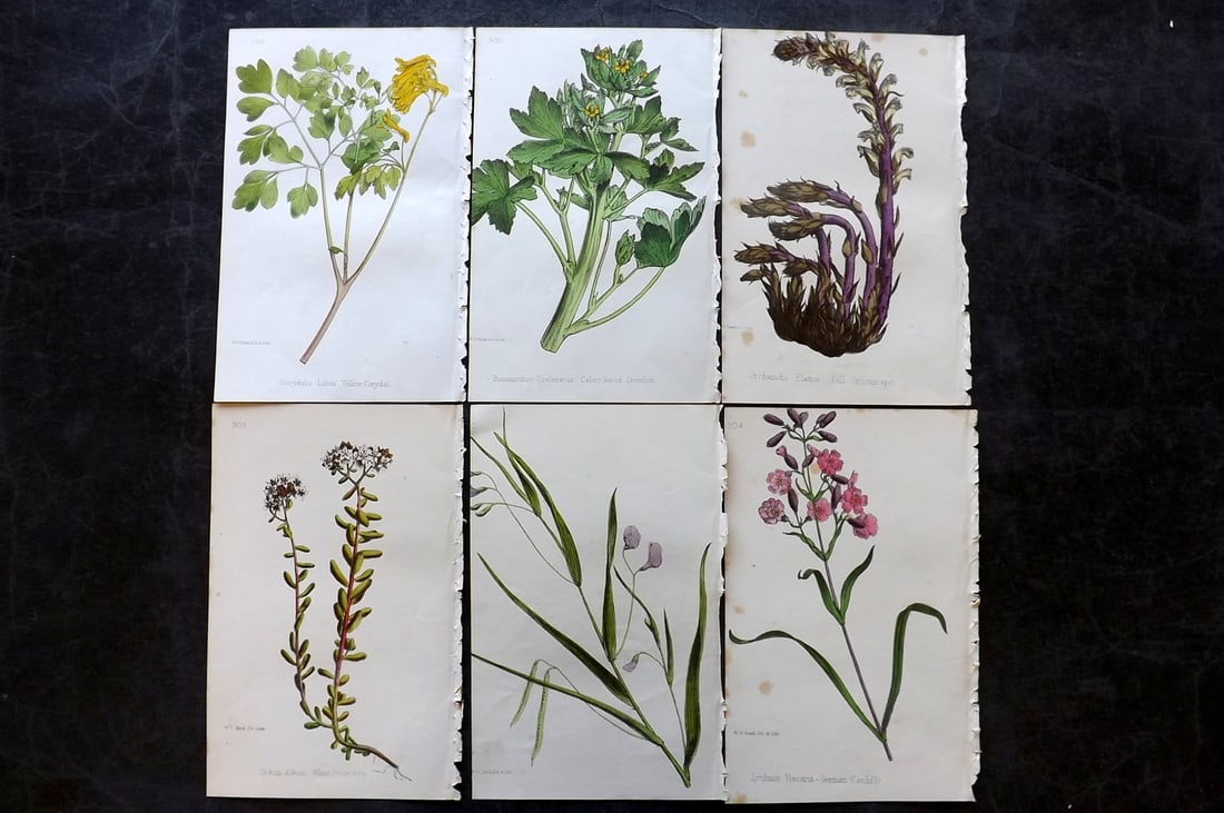 Hogg & Johnson C1870 Lot of 6 Hand Col Botanical Prints: Hand Coloured Lithographs Published 1863-1880, London for "The Wild Flowers of Great Britain" by Robert Hogg & George W. Johnson. Paper Size: 9 x 5.5 inch (23 x 14cm) Very minor background toning in p