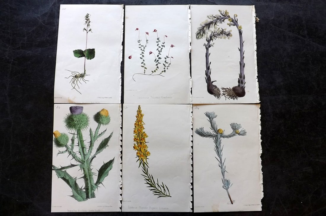 Hogg & Johnson C1870 Lot of 6 Hand Col Botanical Prints: Hand Coloured Lithographs Published 1863-1880, London for "The Wild Flowers of Great Britain" by Robert Hogg & George W. Johnson. Paper Size: 9 x 5.5 inch (23 x 14cm) Very minor background toning in p