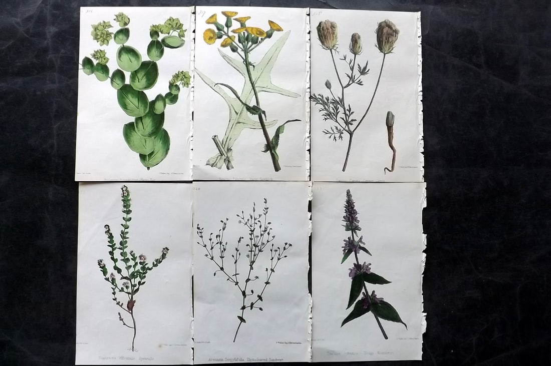Hogg & Johnson C1870 Lot of 6 Hand Col Botanical Prints: Hand Coloured Lithographs Published 1863-1880, London for "The Wild Flowers of Great Britain" by Robert Hogg & George W. Johnson. Paper Size: 9 x 5.5 inch (23 x 14cm) Very minor background toning in p