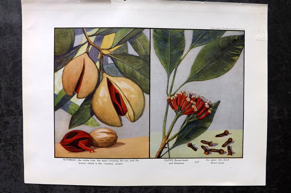 Ward, Artemas 1923 Antique Botanical Print. Nutmegs, Clove: Offset Lithograph Published 1923, New York for "The Encyclopedia of Food" by Artemas Ward. Paper Size: 10.5 x 7.5 inch (27 x 19cm) Good Condition