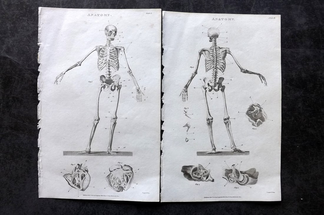 Nicholson, William 1809 Pair of Anatomy Prints: Copper Plate Published 1809, London for "The British Encyclopedia..." by William Nicholson. Paper Size: 8 x 5 inch (21 x 13cm) Very minor toning. Good Condition