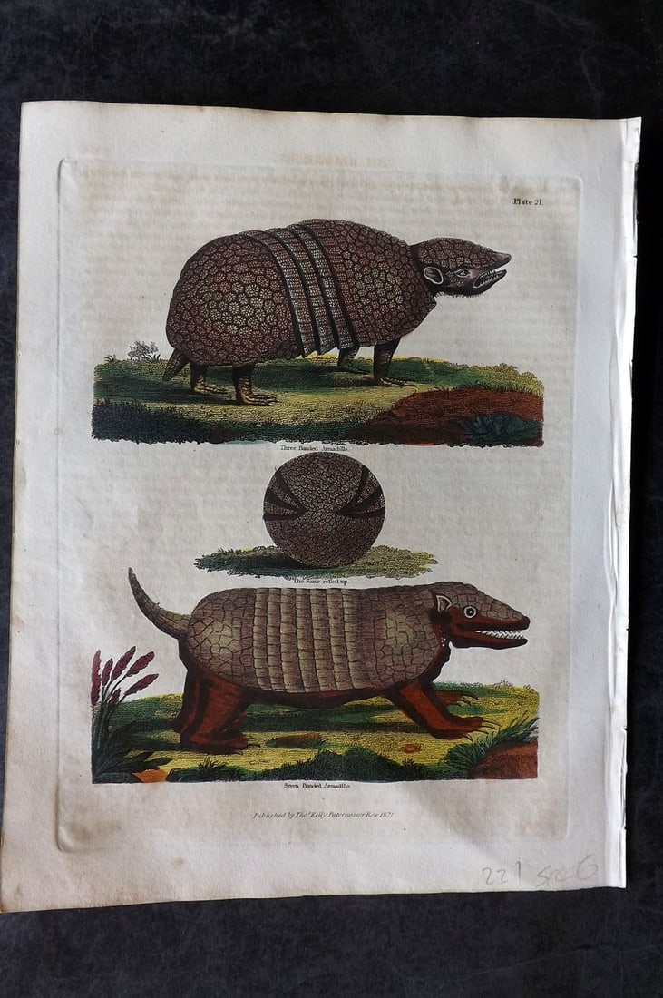 Buffon & Smellie 1834 Hand Col Print. Armadillo (1 of 1)