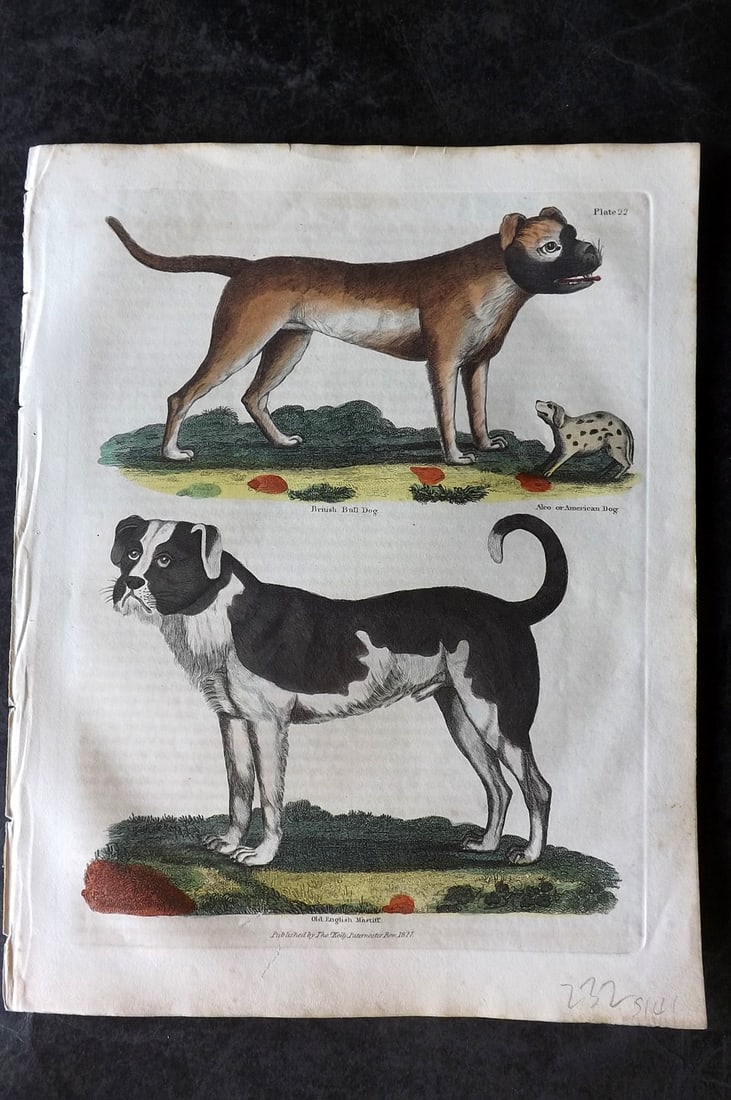 Buffon & Smellie 1834 Hand Col Print. British Bull Dog & English Mastiff: Hand Colored Copper Plate Published 1834 by Thomas Kelly, London for "A Natural History, General and Particular..." by The Comte de Buffon and William Smellie. Paper Size: 10.5 x 8 inch (27 x 21cm) Mi
