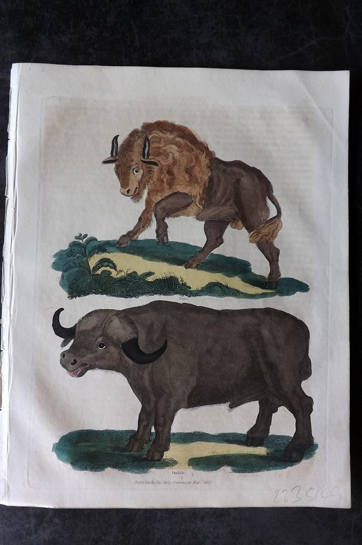 Buffon & Smellie 1834 Hand Col Print. Buffalo & Bison (1 of 1)