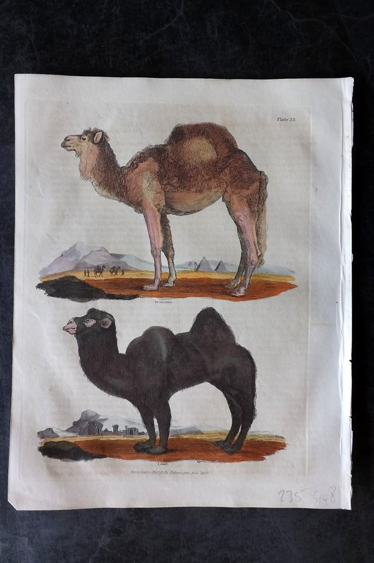 Buffon & Smellie 1834 Hand Col Print. Dromedary, Camel: Hand Colored Copper Plate Published 1834 by Thomas Kelly, London for "A Natural History, General and Particular..." by The Comte de Buffon and William Smellie. Paper Size: 10.5 x 8 inch (27 x 21cm) Mi