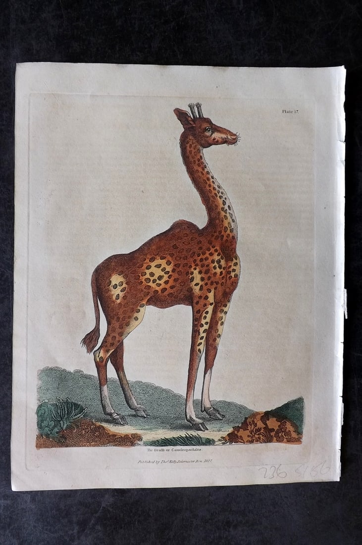 Buffon & Smellie 1834 Hand Col Print. Giraffe: Hand Colored Copper Plate Published 1834 by Thomas Kelly, London for "A Natural History, General and Particular..." by The Comte de Buffon and William Smellie. Paper Size: 10.5 x 8 inch (27 x 21cm) Mi