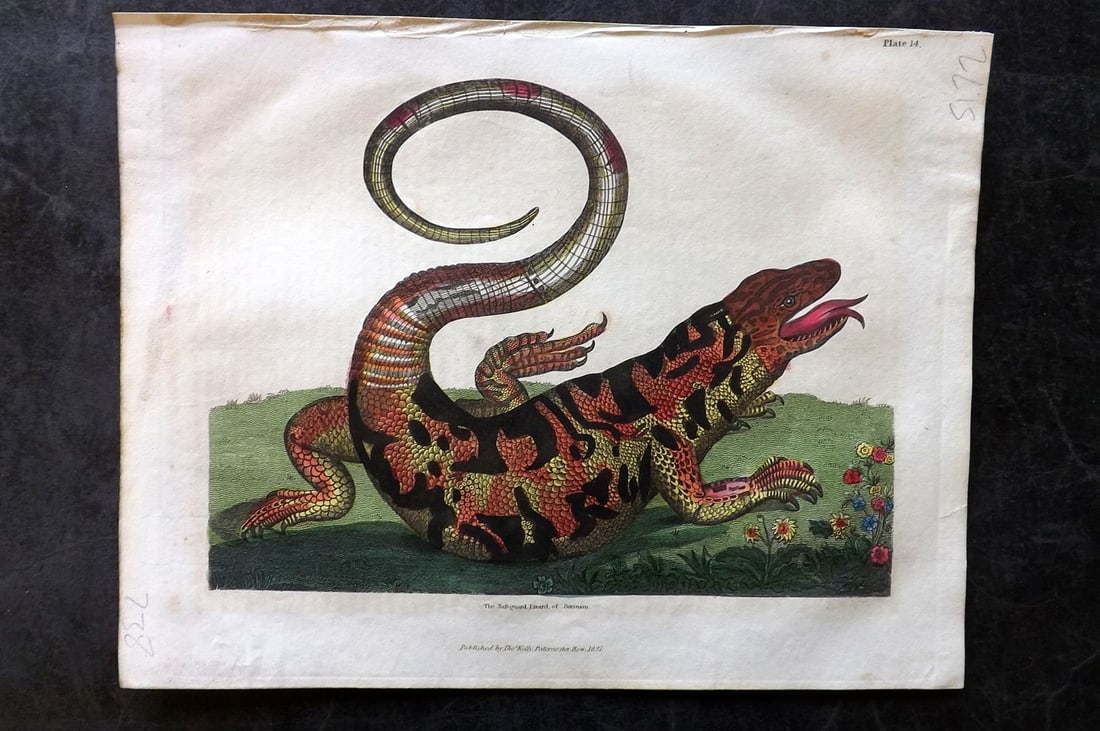 Buffon & Smellie 1834 Hand Col Print. Safeguard Lizard or Surinam afer Maria Merian (1 of 1)