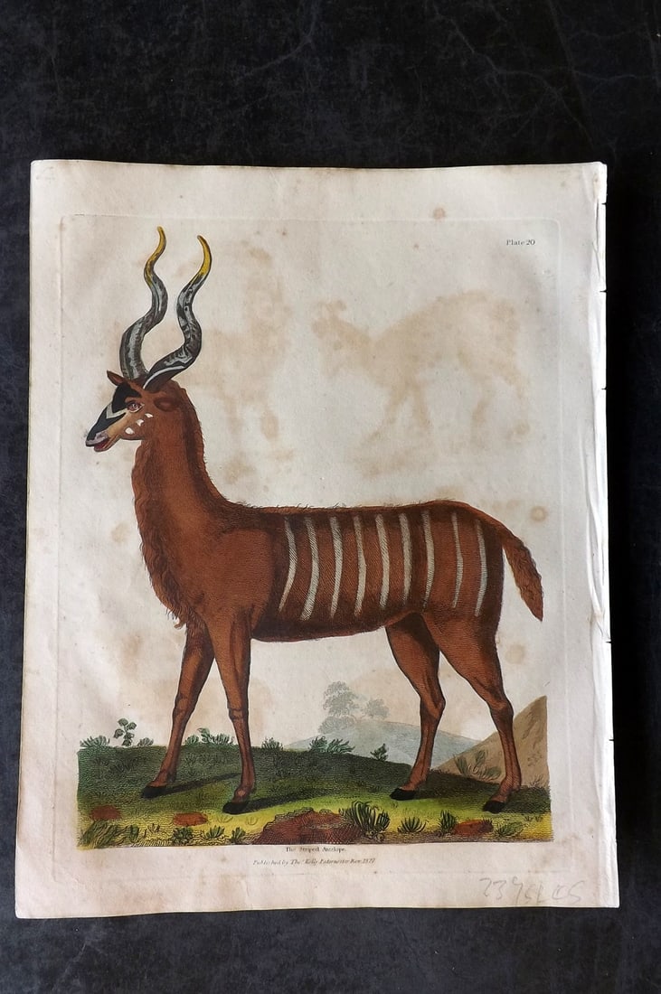 Buffon & Smellie 1834 Hand Col Print. Striped Antelope: Hand Colored Copper Plate Published 1834 by Thomas Kelly, London for "A Natural History, General and Particular..." by The Comte de Buffon and William Smellie. Paper Size: 10.5 x 8 inch (27 x 21cm) To