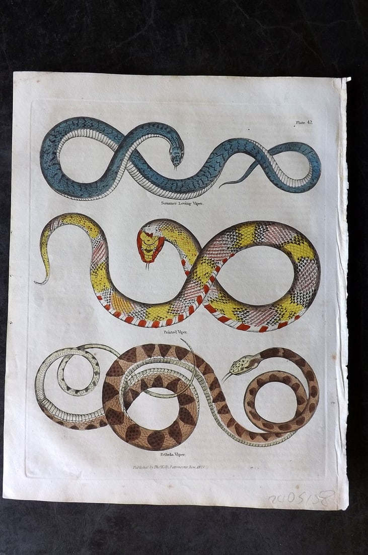 Buffon & Smellie 1834 Hand Col Print. Viper Snakes: Hand Colored Copper Plate Published 1834 by Thomas Kelly, London for "A Natural History, General and Particular..." by The Comte de Buffon and William Smellie. Paper Size: 10.5 x 8 inch (27 x 21cm) Mi