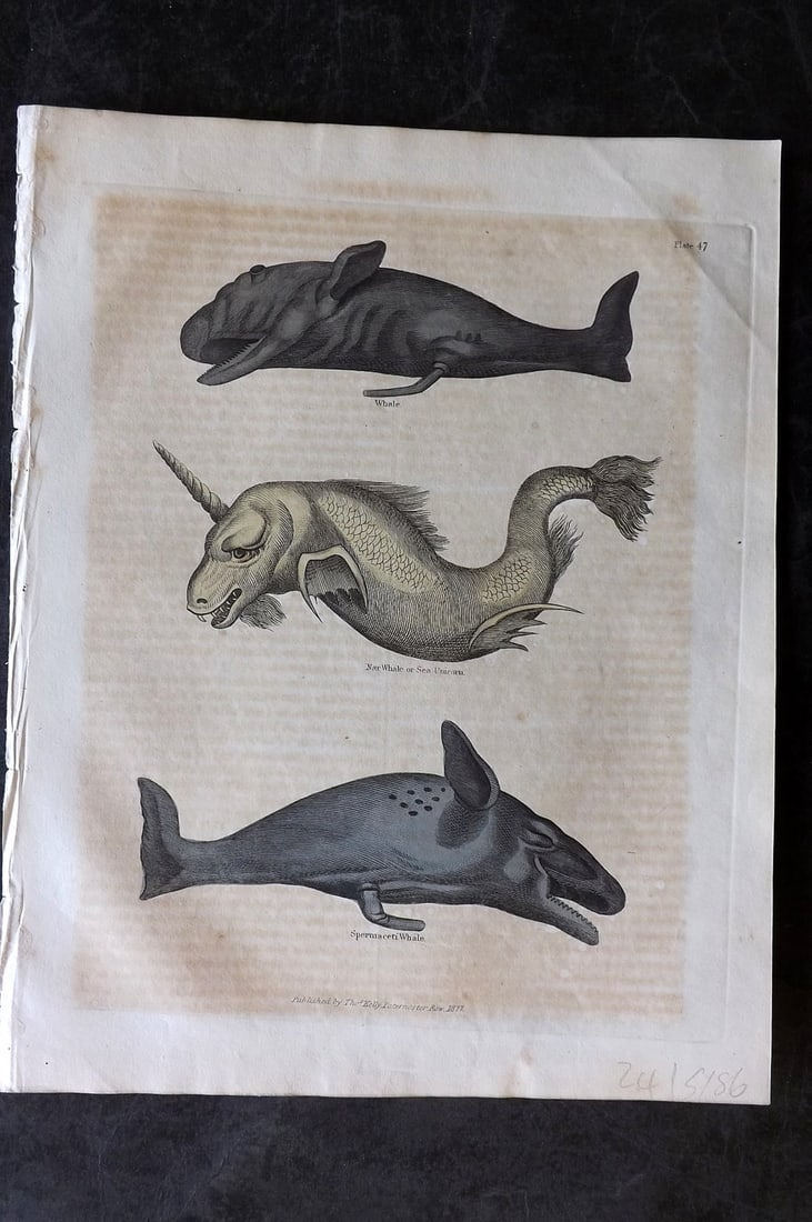 Buffon & Smellie 1834 Hand Col Print. Whales & Narwhal Monster: Hand Colored Copper Plate Published 1834 by Thomas Kelly, London for "A Natural History, General and Particular..." by The Comte de Buffon and William Smellie. Paper Size: 10.5 x 8 inch (27 x 21cm) So