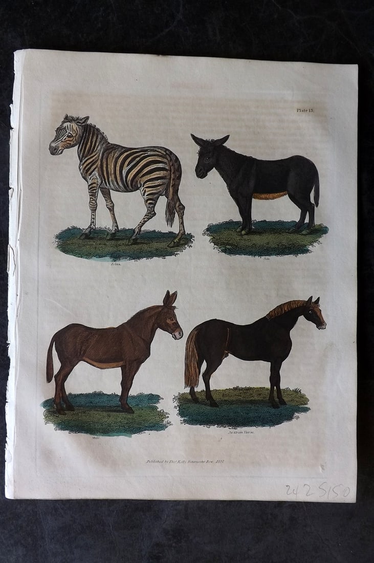 Buffon & Smellie 1834 Hand Col Print. Zebra, Mule, Arabian Horse, Ass: Hand Colored Copper Plate Published 1834 by Thomas Kelly, London for "A Natural History, General and Particular..." by The Comte de Buffon and William Smellie. Paper Size: 10.5 x 8 inch (27 x 21cm) Mi