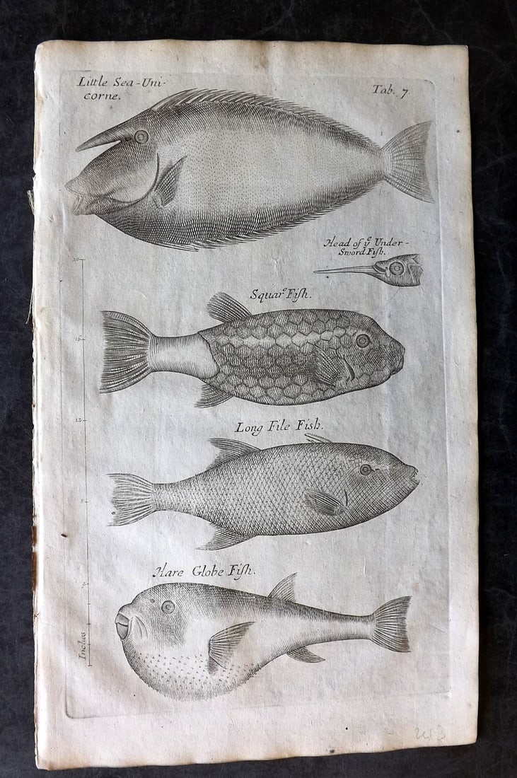 Grew, Nehemiah 1681 Fish Print. Sea Unicorn, Square, Long File, Globe: Copper Plate Published 1681, London for "Musaeum Regalis Societatis, or, A catalogue & description of the natural and artificial rarities belonging to the Royal Society and preserved at Gresham" by Ne