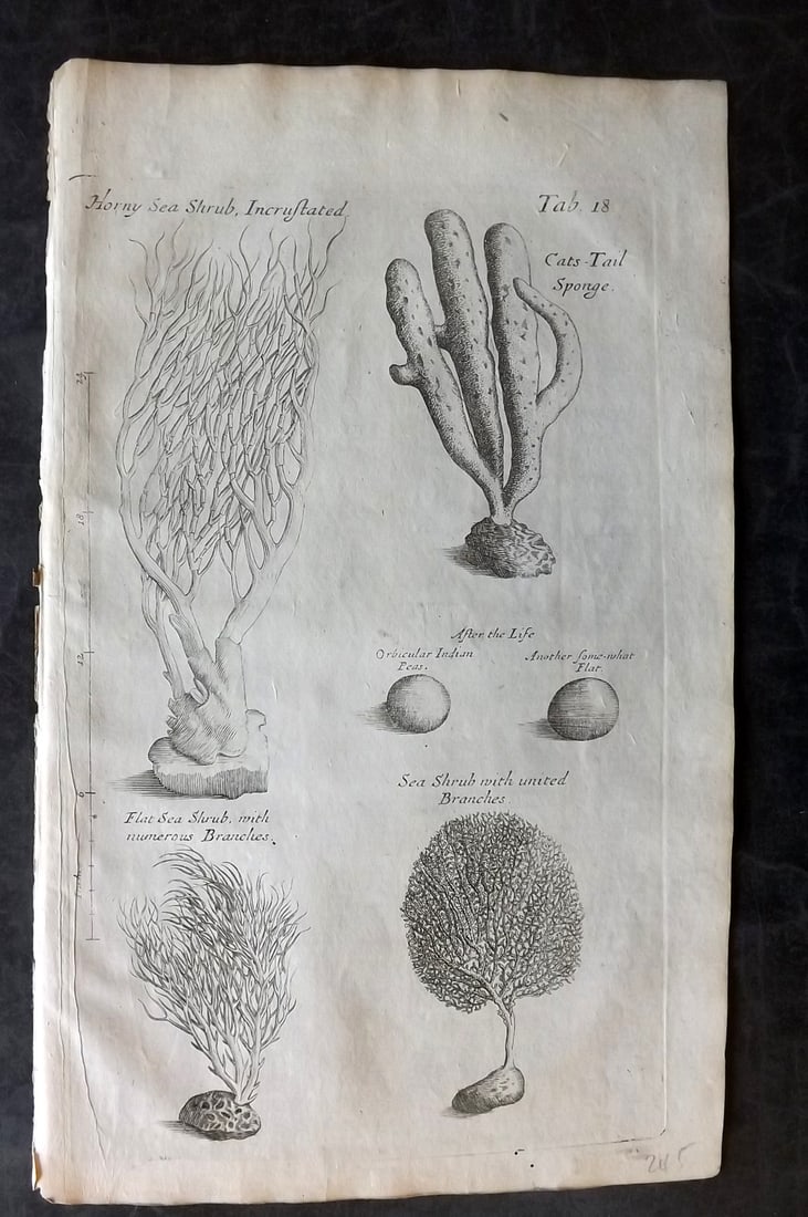 Grew, Nehemiah 1681 Print. Corals, Sponge (1 of 1)