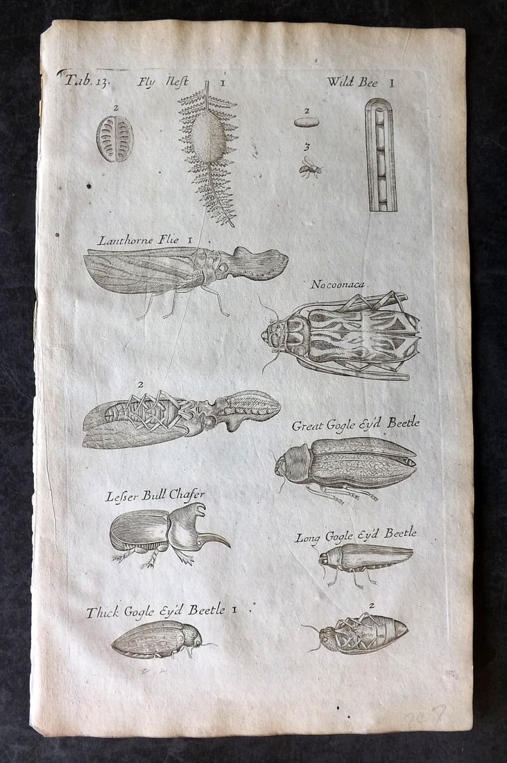Grew, Nehemiah 1681 Print. Insects, Beetles: Copper Plate Published 1681, London for "Musaeum Regalis Societatis, or, A catalogue & description of the natural and artificial rarities belonging to the Royal Society and preserved at Gresham" by Ne