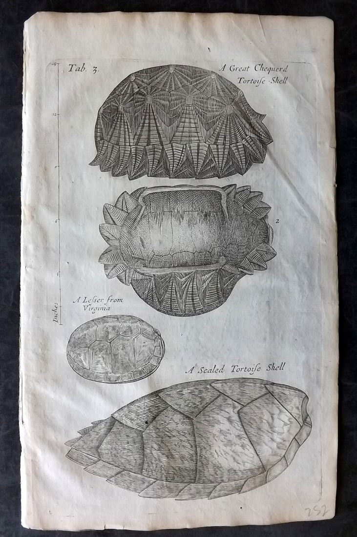 Grew, Nehemiah 1681 Print. Tortoise Shells including Virginia USA (1 of 1)