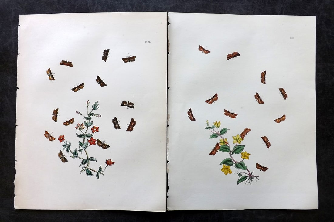 Humphreys & Westwood 1857 Pair of Hand Col Moth Prints: Hand Colored Lithographs Published 1849, London for "British Moths and Their Transformations" by Henry Noel Humphreys & John Obadiah Westwood. Paper Size: 11 x 8.5 inch (28 x 22cm) Good Condition