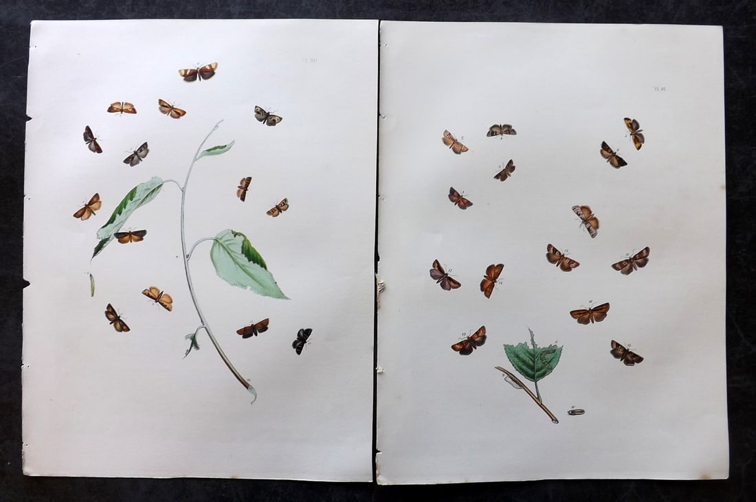 Humphreys & Westwood 1857 Pair of Hand Col Moth Prints: Hand Colored Lithographs Published 1849, London for "British Moths and Their Transformations" by Henry Noel Humphreys & John Obadiah Westwood. Paper Size: 11 x 8.5 inch (28 x 22cm) Good Condition