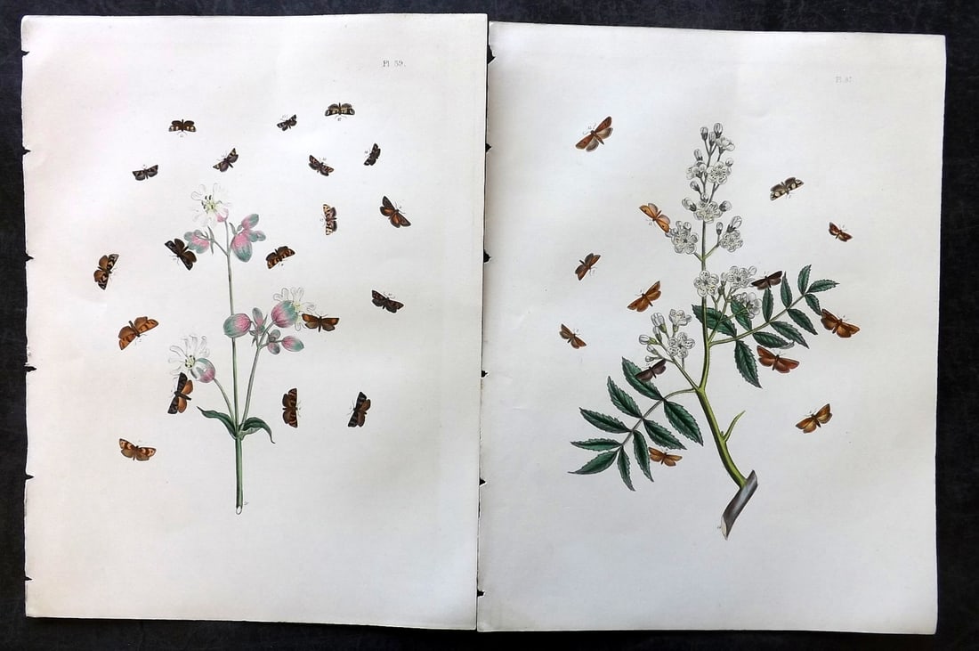 Humphreys & Westwood 1857 Pair of Hand Col Moth Prints: Hand Colored Lithographs Published 1849, London for "British Moths and Their Transformations" by Henry Noel Humphreys & John Obadiah Westwood. Paper Size: 11 x 8.5 inch (28 x 22cm) Good Condition