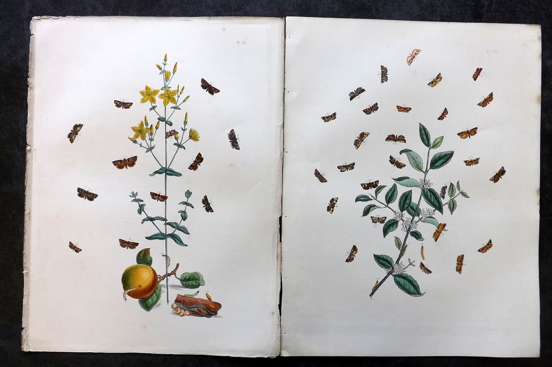 Humphreys & Westwood 1857 Pair of Hand Col Moth Prints: Hand Colored Lithographs Published 1849, London for "British Moths and Their Transformations" by Henry Noel Humphreys & John Obadiah Westwood. Paper Size: 11 x 8.5 inch (28 x 22cm) Good Condition