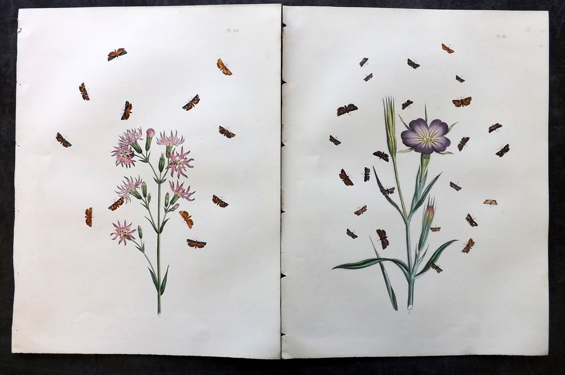 Humphreys & Westwood 1857 Pair of Hand Col Moth Prints: Hand Colored Lithographs Published 1849, London for "British Moths and Their Transformations" by Henry Noel Humphreys & John Obadiah Westwood. Paper Size: 11 x 8.5 inch (28 x 22cm) Good Condition