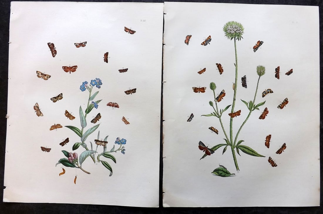 Humphreys & Westwood 1857 Pair of Hand Col Moth Prints: Hand Colored Lithographs Published 1849, London for "British Moths and Their Transformations" by Henry Noel Humphreys & John Obadiah Westwood. Paper Size: 11 x 8.5 inch (28 x 22cm) Good Condition