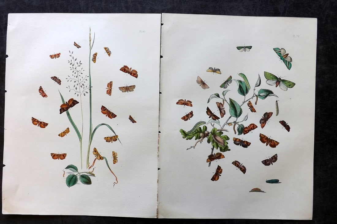 Humphreys & Westwood 1857 Pair of Hand Col Moth Prints: Hand Colored Lithographs Published 1849, London for "British Moths and Their Transformations" by Henry Noel Humphreys & John Obadiah Westwood. Paper Size: 11 x 8.5 inch (28 x 22cm) Good Condition