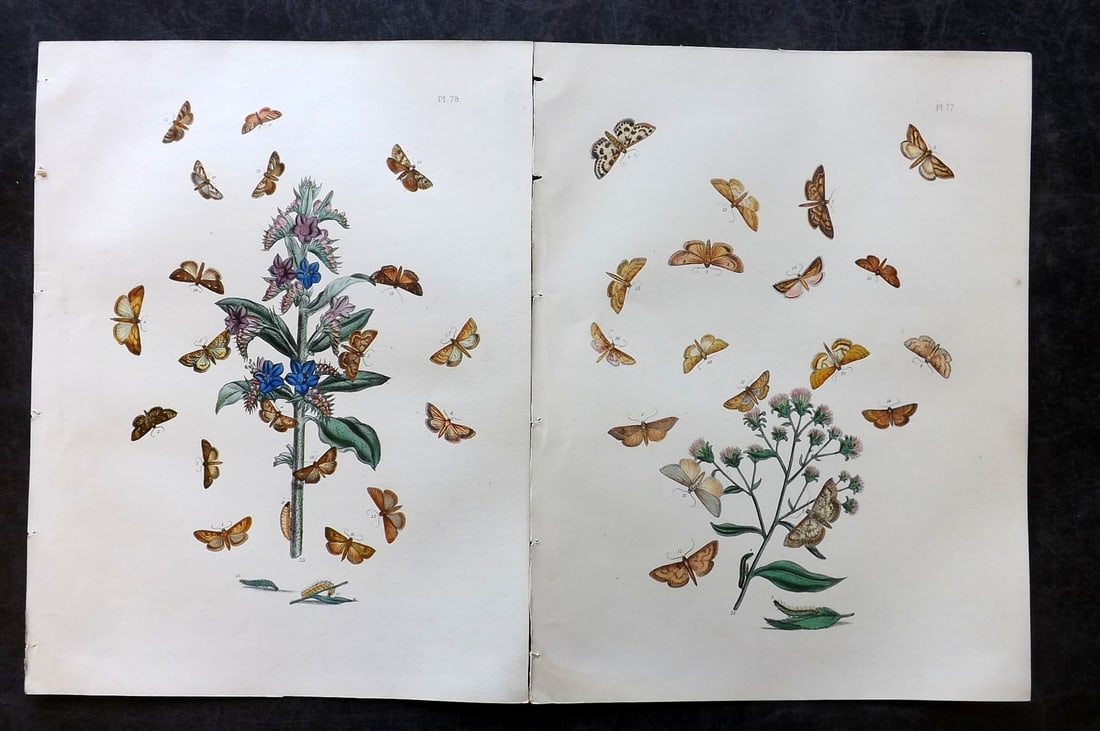 Humphreys & Westwood 1857 Pair of Hand Col Moth Prints: Hand Colored Lithographs Published 1849, London for "British Moths and Their Transformations" by Henry Noel Humphreys & John Obadiah Westwood. Paper Size: 11 x 8.5 inch (28 x 22cm) Good Condition