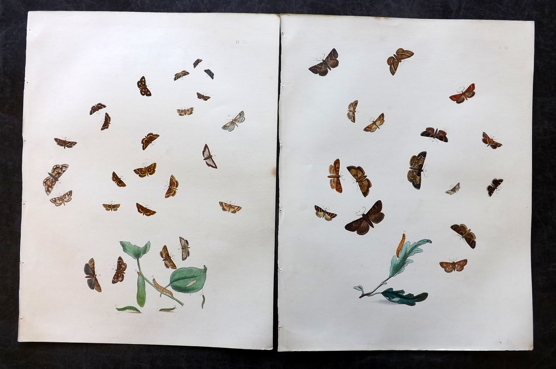 Humphreys & Westwood 1857 Pair of Hand Col Moth Prints: Hand Colored Lithographs Published 1849, London for "British Moths and Their Transformations" by Henry Noel Humphreys & John Obadiah Westwood. Paper Size: 11 x 8.5 inch (28 x 22cm) Good Condition