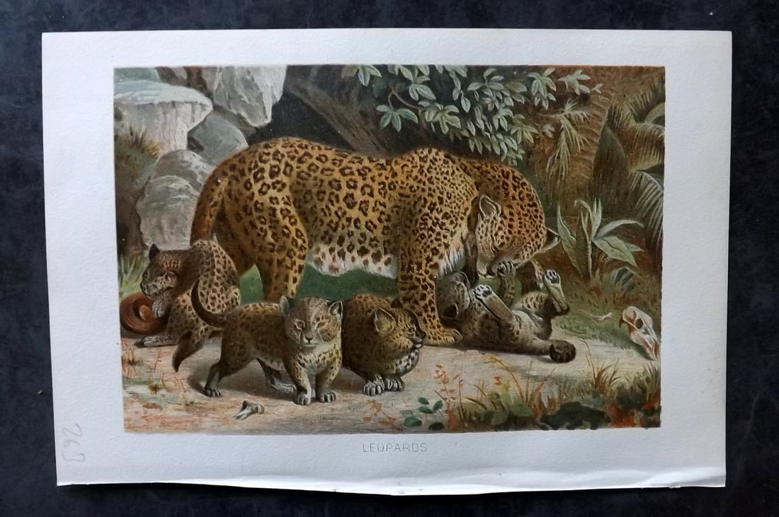 Lydekker, Richard 1896 Antique Print. Leopard: Chromolithograph Published 1894-96, London for "The Royal Natural History" by Richard Lydekker. Illustrated by Smit, Keulemans, Wolf and others. Paper Size: 10 x 6.5 inch (25 x 16.5cm) Very minor marg