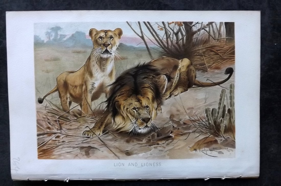 Lydekker, Richard 1896 Antique Print. Lion and Lioness: Chromolithograph Published 1894-96, London for "The Royal Natural History" by Richard Lydekker. Illustrated by Smit, Keulemans, Wolf and others. Paper Size: 10 x 6.5 inch (25 x 16.5cm) Very minor marg