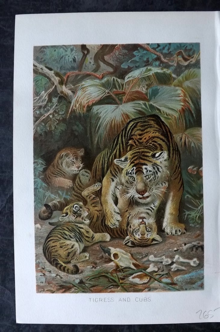 Lydekker, Richard 1896 Antique Print. Tigress and Cubs: Chromolithograph Published 1894-96, London for "The Royal Natural History" by Richard Lydekker. Illustrated by Smit, Keulemans, Wolf and others. Paper Size: 10 x 6.5 inch (25 x 16.5cm) Very minor marg