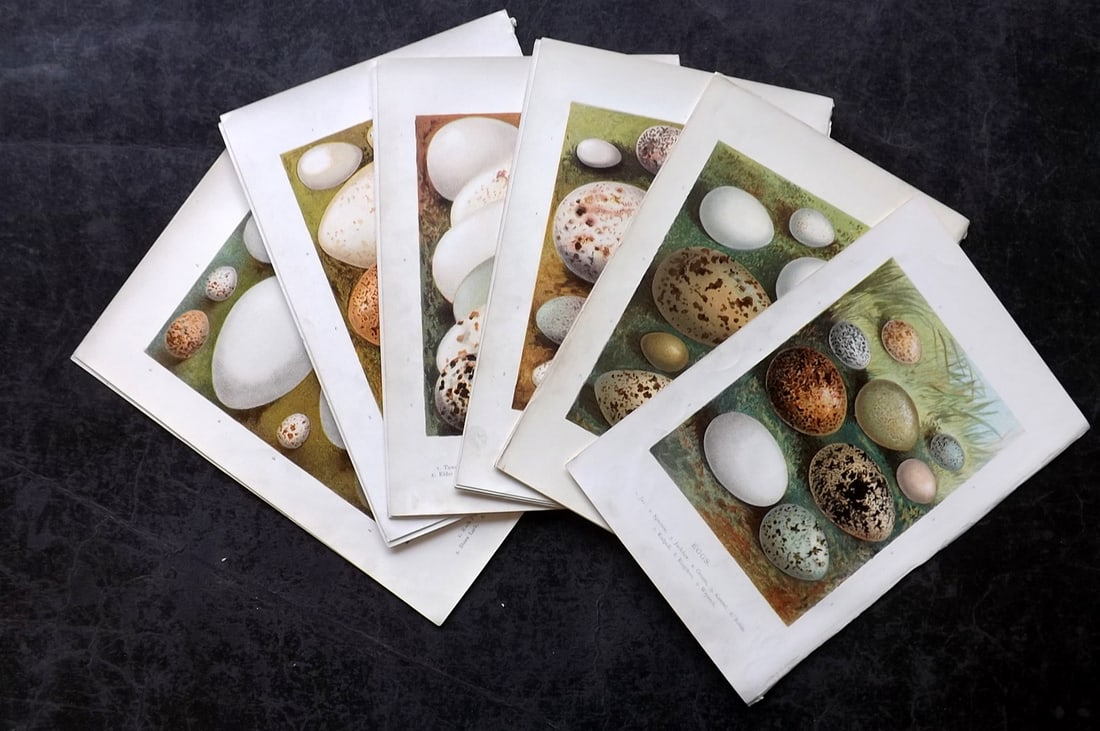 Kearton, Richard 1890 Lot of 15 Antique Bird Egg Prints: Chromolithographs Published 1890, London for "Birds' Nests, Eggs and Egg-Collecting" by Richard Kearton. Paper Size: 7.5 x 5 inch (19 x 13cm) Good Condition