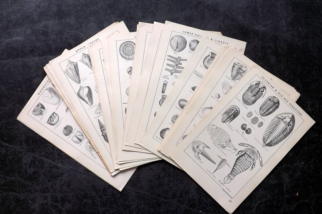 Stanford, Edward 1904 Lot of 32 Fossil Shell Prints: Lithographs Published 1904, London for "Stanford's Geological Atlas of Great Britain" by Edward Stanford. Paper Size: 7.5 x 5 inch (19 x 13cm) Good Condition