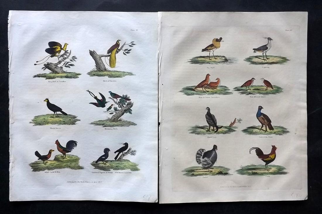 Buffon & Smellie 1834 Pair of Hand Col Bird Prints: Hand Colored Copper Plate Published 1834 by Thomas Kelly, London for "A Natural History, General and Particular..." by The Comte de Buffon and William Smellie. Paper Size: 10.5 x 8 inch (27 x 21cm) Mi