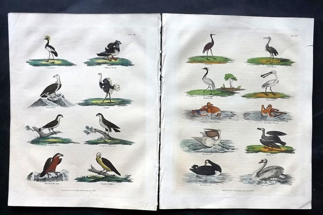 Buffon & Smellie 1834 Pair of Hand Col Bird Prints: Hand Colored Copper Plate Published 1834 by Thomas Kelly, London for "A Natural History, General and Particular..." by The Comte de Buffon and William Smellie. Paper Size: 10.5 x 8 inch (27 x 21cm) Mi