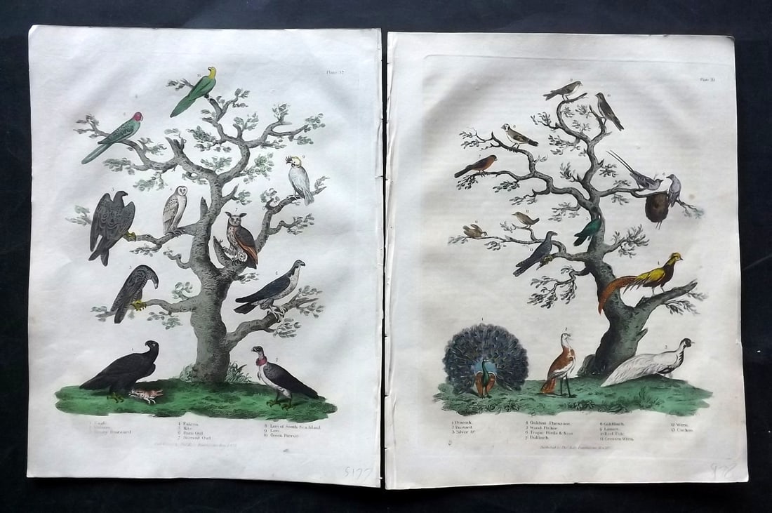 Buffon & Smellie 1834 Pair of Hand Col Bird Prints. Parrots, Owls, Peacock: Hand Colored Copper Plate Published 1834 by Thomas Kelly, London for "A Natural History, General and Particular..." by The Comte de Buffon and William Smellie. Paper Size: 10.5 x 8 inch (27 x 21cm) Mi