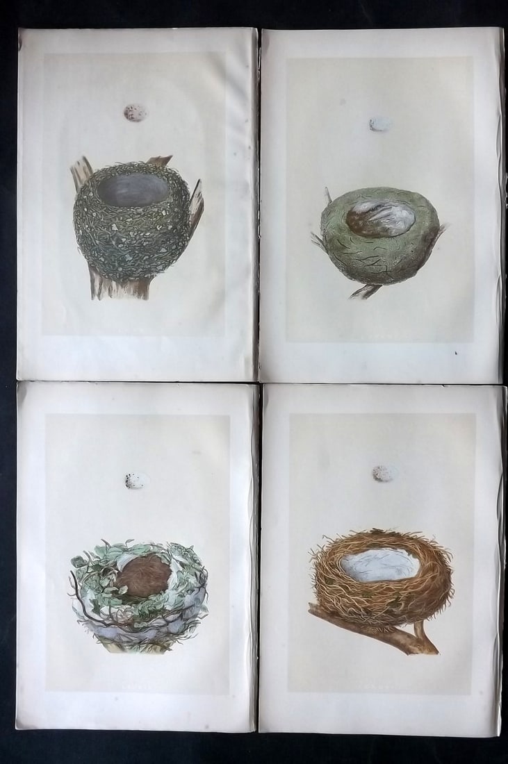Morris, Francis 1870 Lot of 4 Antique Bird Nest Prints: Woodblocks Published 1870, London for "A Natural History of the Nests and Eggs of British Birds" By the Rev. Francis Orpen Morris, printed Benjamin Fawcett. With accompanying descriptive text. Paper S