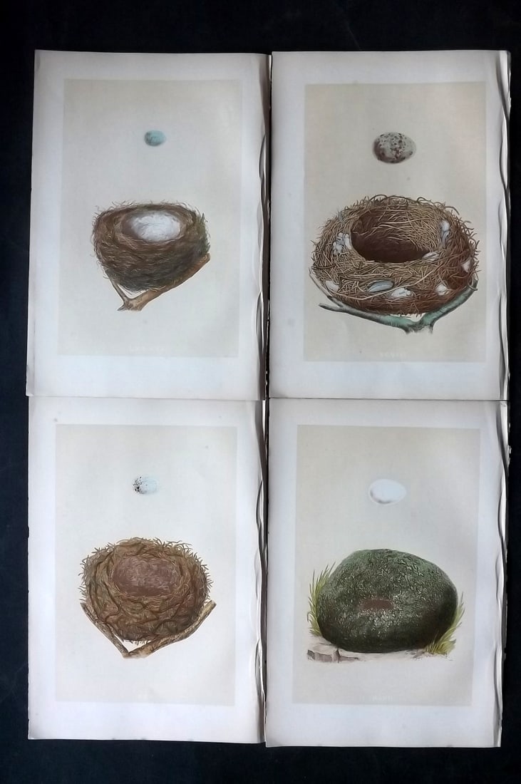 Morris, Francis 1870 Lot of 4 Antique Bird Nest Prints: Woodblocks Published 1870, London for "A Natural History of the Nests and Eggs of British Birds" By the Rev. Francis Orpen Morris, printed Benjamin Fawcett. With accompanying descriptive text. Paper S