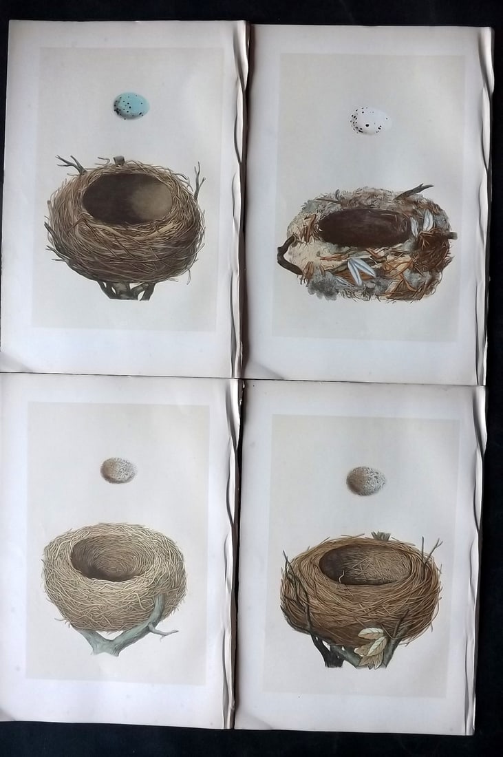 Morris, Francis 1870 Lot of 4 Antique Bird Nest Prints: Woodblocks Published 1870, London for "A Natural History of the Nests and Eggs of British Birds" By the Rev. Francis Orpen Morris, printed Benjamin Fawcett. With accompanying descriptive text. Paper S