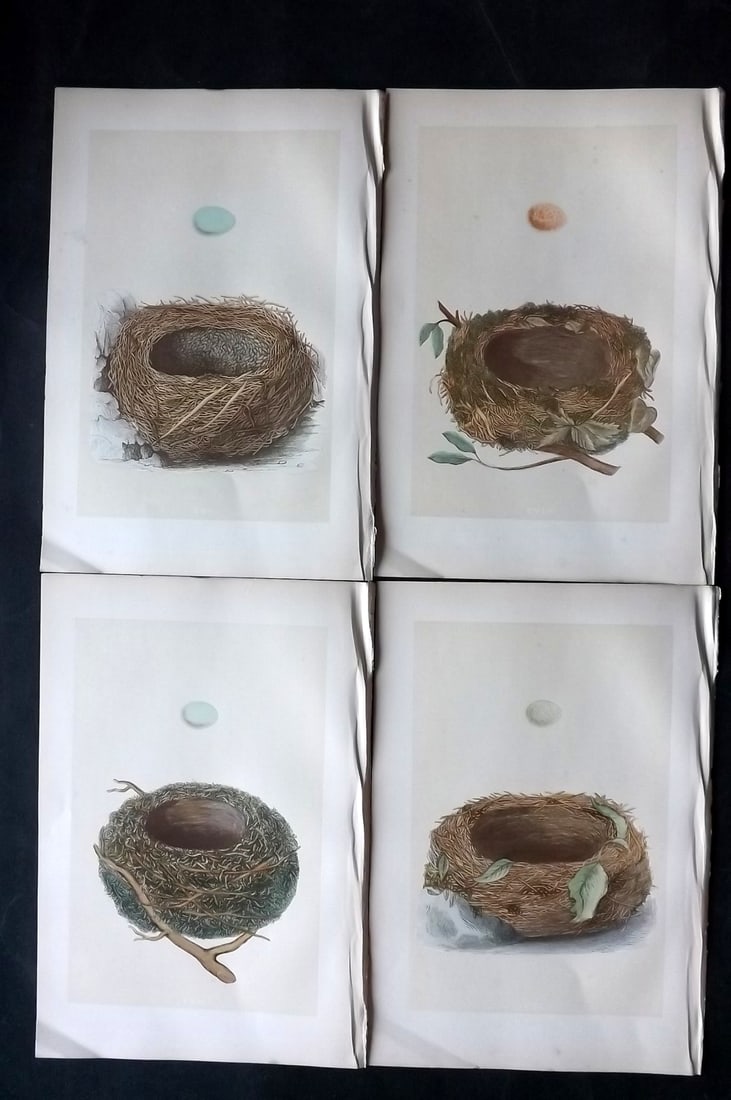Morris, Francis 1870 Lot of 4 Antique Bird Nest Prints: Woodblocks Published 1870, London for "A Natural History of the Nests and Eggs of British Birds" By the Rev. Francis Orpen Morris, printed Benjamin Fawcett. With accompanying descriptive text. Paper S