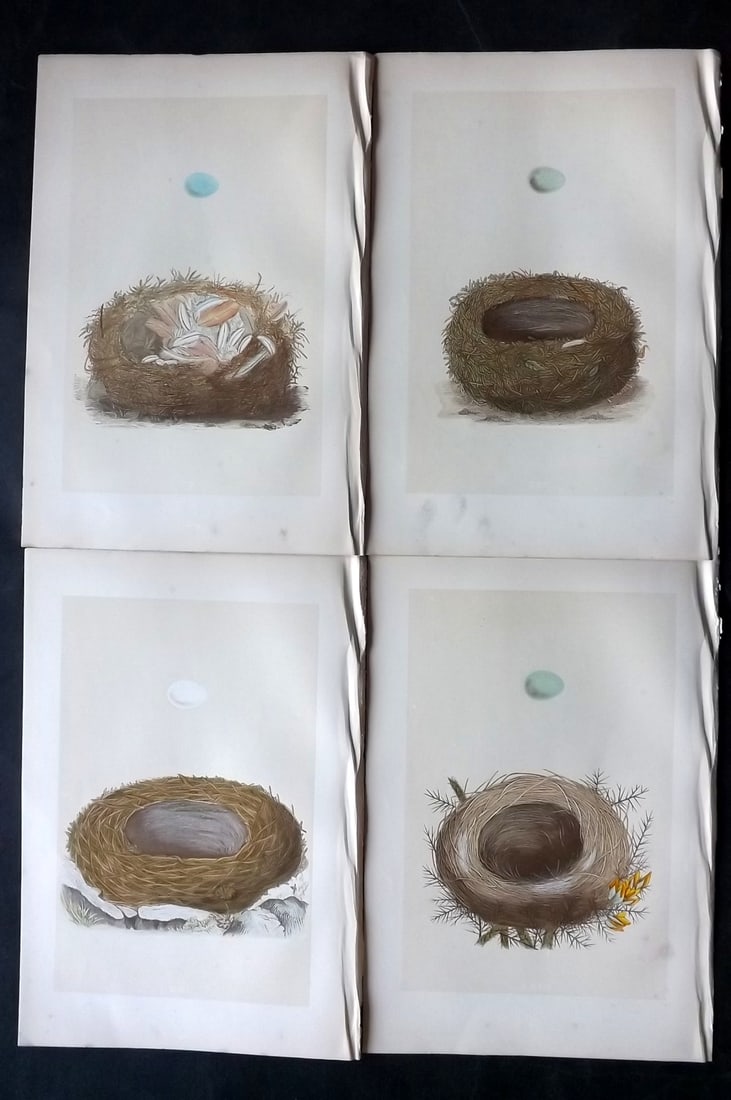 Morris, Francis 1870 Lot of 4 Antique Bird Nest Prints: Woodblocks Published 1870, London for "A Natural History of the Nests and Eggs of British Birds" By the Rev. Francis Orpen Morris, printed Benjamin Fawcett. With accompanying descriptive text. Paper S