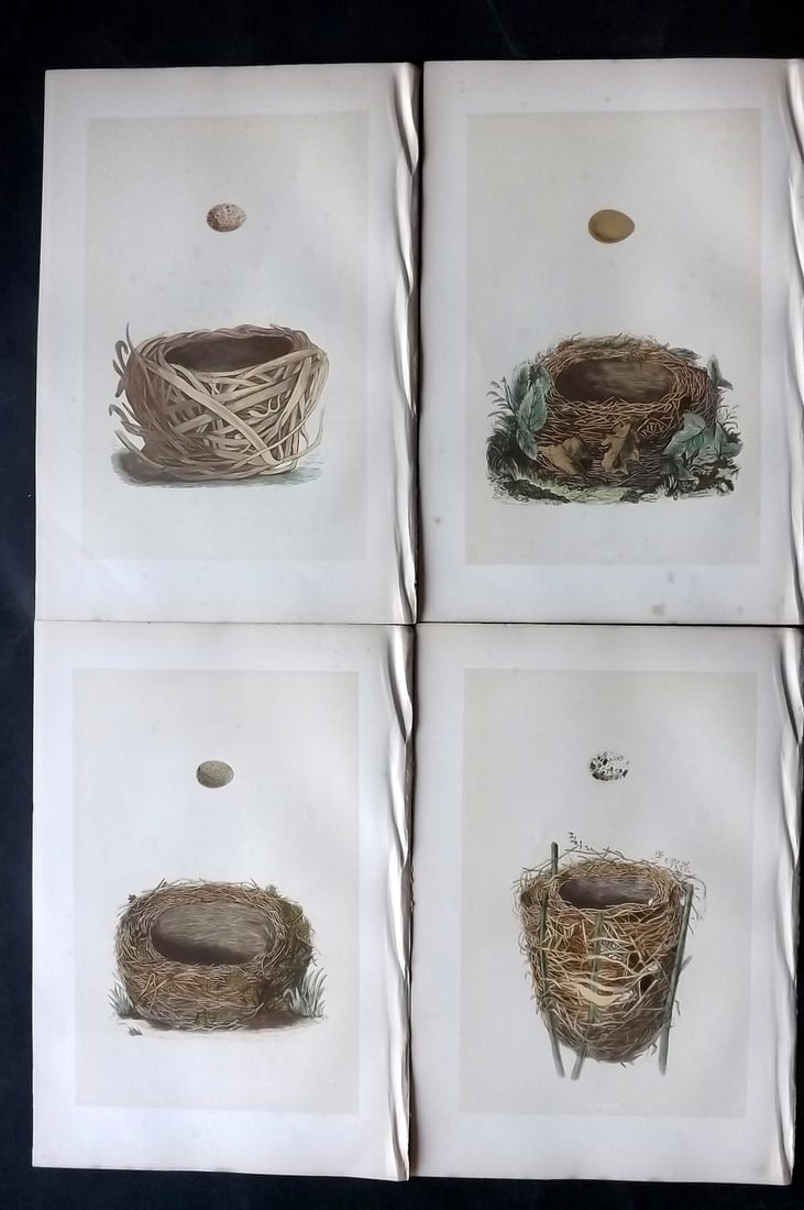 Morris, Francis 1870 Lot of 4 Antique Bird Nest Prints: Woodblocks Published 1870, London for "A Natural History of the Nests and Eggs of British Birds" By the Rev. Francis Orpen Morris, printed Benjamin Fawcett. With accompanying descriptive text. Paper S