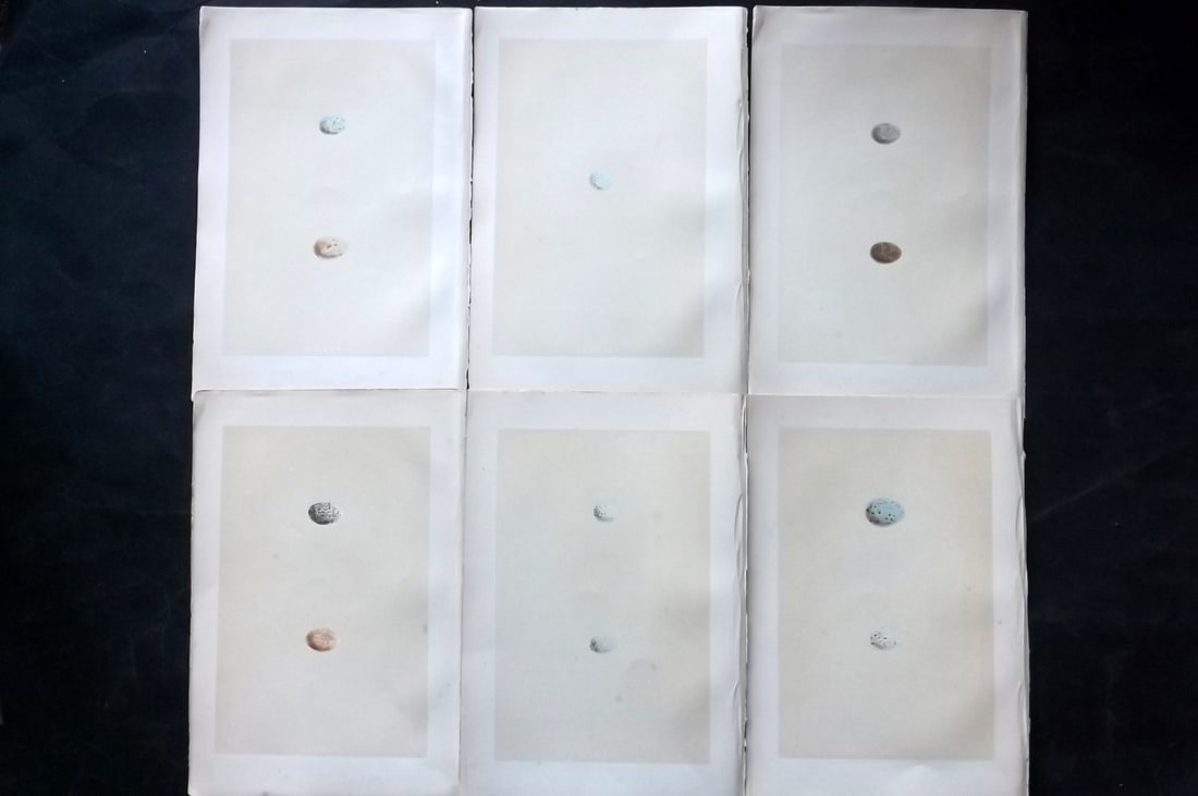 Morris, Francis 1870 Lot of 6 Antique Bird Egg Prints: Woodblocks Published 1870, London for "A Natural History of the Nests and Eggs of British Birds" By the Rev. Francis Orpen Morris, printed Benjamin Fawcett. With accompanying descriptive text. Paper S