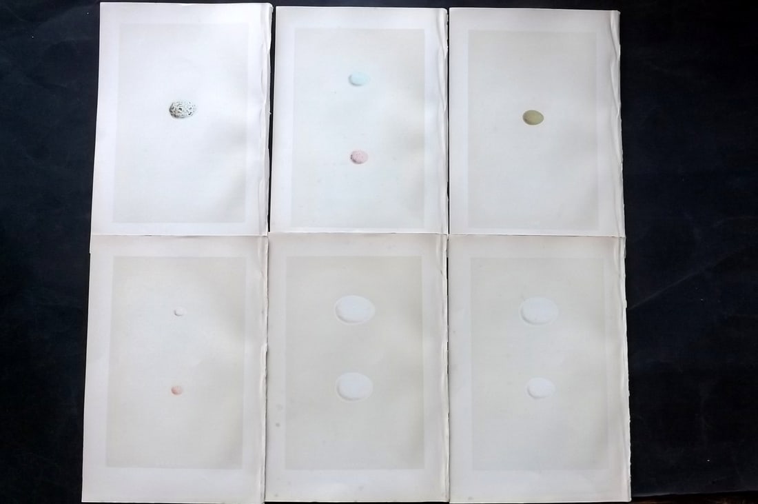Morris, Francis 1870 Lot of 6 Antique Bird Egg Prints: Woodblocks Published 1870, London for "A Natural History of the Nests and Eggs of British Birds" By the Rev. Francis Orpen Morris, printed Benjamin Fawcett. With accompanying descriptive text. Paper S
